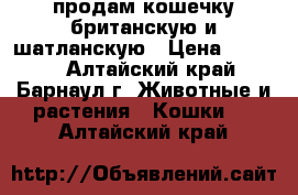 продам кошечку британскую и шатланскую › Цена ­ 1 500 - Алтайский край, Барнаул г. Животные и растения » Кошки   . Алтайский край